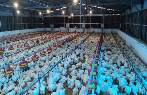 Broiler deep litter system Gallery
