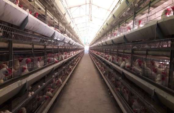 Htype Layer Battery Cage 3 Gallery