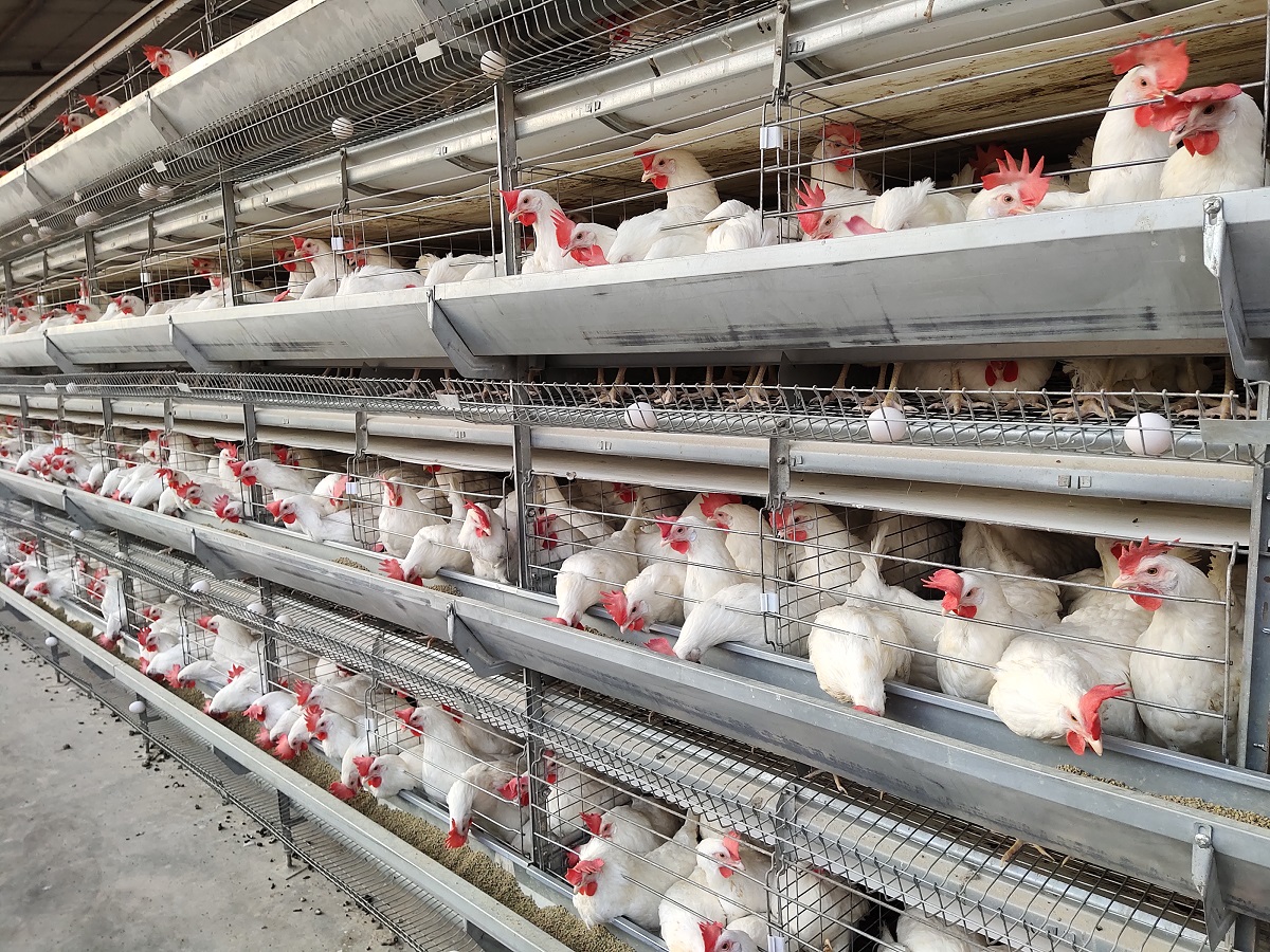 H Type Layer Poultry Cage | V - Tech Agro Industries - GLK3922