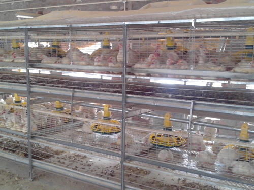 H Type Boiler Battery Cage | V - Tech Agro Industries - GLK3924