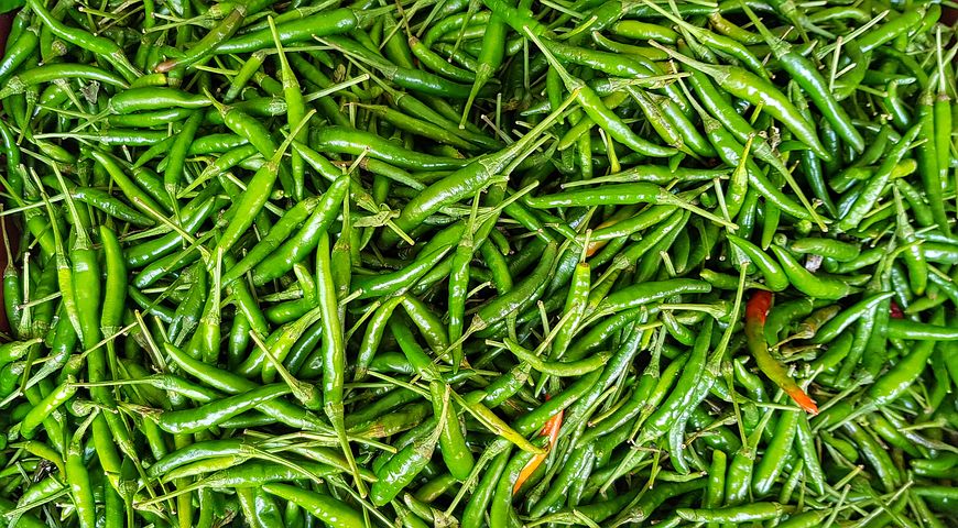 Chilli Green Big - Hirvi Mirchi Mothi | Annapurna Green Foods | Chilli Green Big , Hirvi Mirchi Mothi - GLK2936