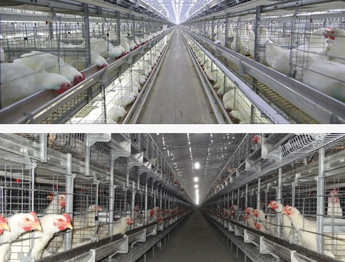 H Type Parent's Cage  | V - Tech Agro Industries - GLK3923