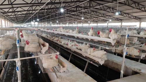 Parent's Cage | V - Tech Agro Industries |   - GLK3927