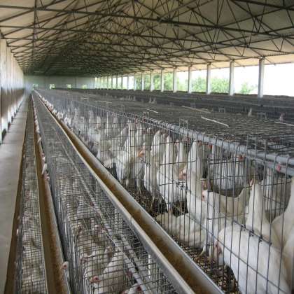 Chick's Cum Grower California Type cage, poutry cages in mohali