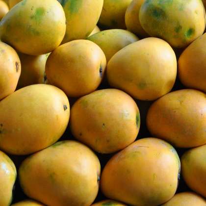     Banganpalli  Mango, Devgad Alphonso Mango  in hyderabad,Devgad Alphonso Mango in miyapur,Alphonso Mango in hyderabad,Alphonso Mango shop in hyderabad,Alphonso Mango in kukatpally