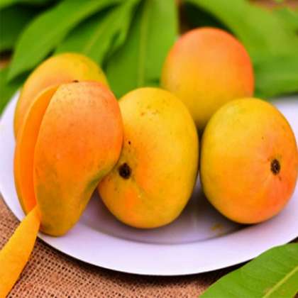 Devgad Alphonso Mango , Devgad Alphonso Mango  in hyderabad,Devgad Alphonso Mango in miyapur,Alphonso Mango in hyderabad,Alphonso Mango shop in hyderabad,Alphonso Mango in kukatpally