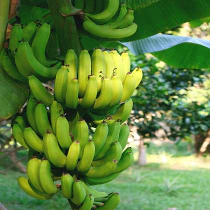 Banana G9, g9 banana in hyderabad,organic banana in hyderabad,organic banana shop in Hyderabad,organic fruits in hyderabad,organic fruits shop in kukatpally,organic fruits in miyapur,organic 