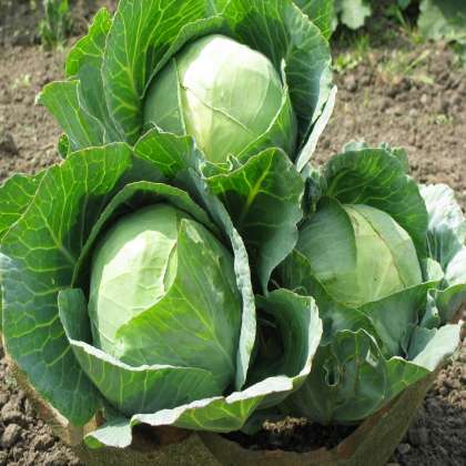Cabbage , Organic Vegetables in hyderabad,Organic Vegetables in miyapur,Organic Vegetables in kukatpally,Organic Vegetables in gachibowli,Organic Vegetables in nizampet,Organic Vegetables in