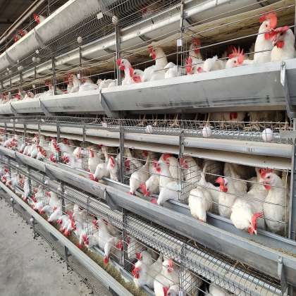 H Type Layer Poultry Cage, 