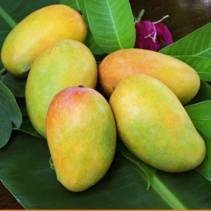 Devgad Kesar Mango, Devgad Alphonso Mango  in hyderabad,Devgad Alphonso Mango in miyapur,Alphonso Mango in hyderabad,Alphonso Mango shop in hyderabad,Alphonso Mango in kukatpally
