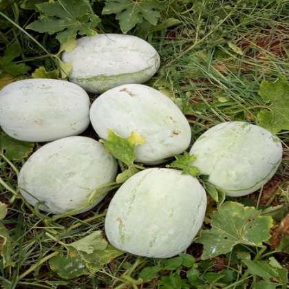 White Pumpkin, organic vegetables in hyderabad,organic vegetables in miyapur,organic vegetables in kukatpally,organic vegetables in gachibowli