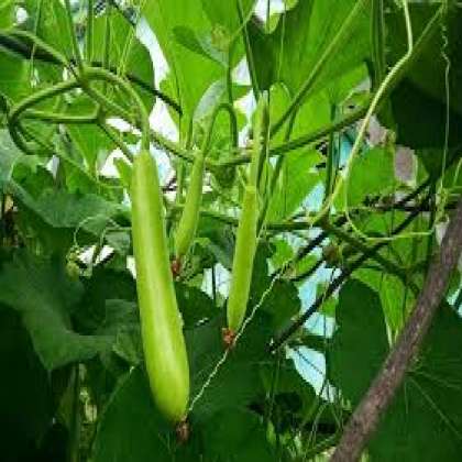 Organic Bottle gourd, Organic Vegetables in hyderabad,Organic Vegetables in miyapur,Organic Vegetables in kukatpally,Organic Vegetables miyapur,Organic Vegetables near me miyapur,Organic Vegetables  in 