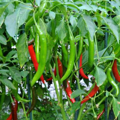 Green Chilli, Organic Vegetables in hyderabad,Organic Vegetables in miyapur,Organic Vegetables in kukatpally,Organic Vegetables in chandanagar,Organic Vegetables in nizampet,Organic Vegetables 