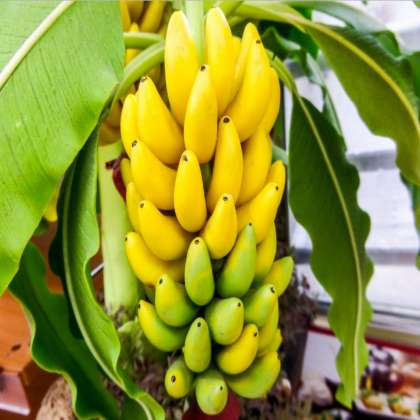 Banana Yelakki, organic banana in hyderabad,organic banana shop in hyderabad,organic fruits in hyderabad,organic fruit shop in miyapur,organic fruits in kukatpally,organic fruit in chandanagar,org