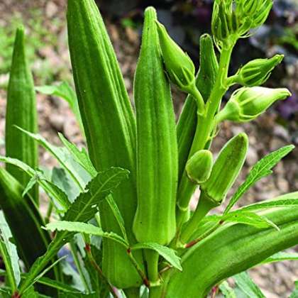Lady finger, organic vegetables in hyderabad,organic vegetables in miyapur,organic vegetables in kukatpally,organic vegetables in secunderabad,organic vegetables in gachibowli