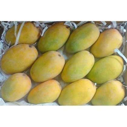 Ratnagiri kesar Mango, Ratnagiri Alphonso Mango in hyderabad,Ratnagiri Alphonso Mango shop in hyderabad,Ratnagiri Alphonso Mango in miyapur,Ratnagiri Alphonso Mango in kukatpally