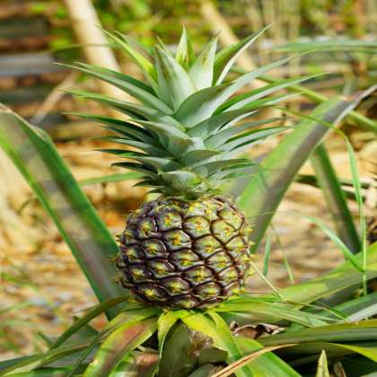Pineapple, organic fruits in Hyderabad,fruits in Hyderabad,fruit shops in Hyderabad,fruits in miyapur,online fruit shop in kukatpally