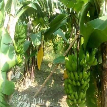 Banana Raw, Organic Vegetables in hyderabad,Organic Vegetables in miyapur,Organic Vegetables in kukatpally,Organic Vegetables in gachibowli,Organic Vegetables in hitech city,gachibowli,