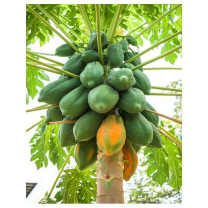 Papaya, oraganic fruits in hyderabad,oraganic fruit shop hyderabad,oraganic fruits in miyapur,oraganic fruits in kukatpally,oraganic fruits in chandanagar,oraganic fruits in gachibowli,ora