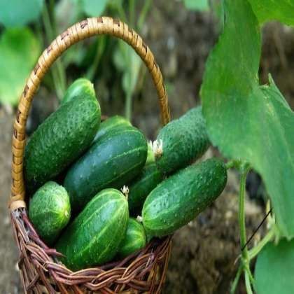 Organic Cucumber, Organic Vegetables in hyderabad,Organic Vegetables in miyapur,Organic Vegetables in kukatpally,Organic Vegetables miyapur,Organic Vegetables near me miyapur,Organic Vegetables  in 