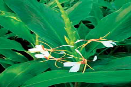 D&G Herbs, Kapoor Kachri, Kapoor Kachrii supplier in uttarakhand, Kapoor Kachri  supplier in India, herbalKapoor Kachri in india , best herbs supplier in uttarakhand,  raw Kapoor Kachri