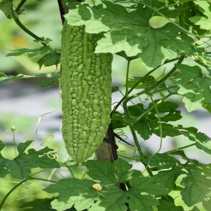 Bitter Gourd, Organic Vegetables in hyderabad,Organic Vegetables in miyapur,Organic Vegetables in kukatpally,Organic Vegetables in hyderabad,Organic Vegetables in hitech city,Organic Vegetables 