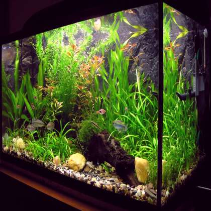 Custom Aquarium , fish aqurium shop in chandigarh