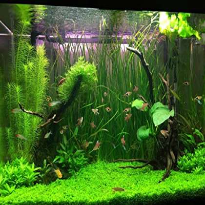 Aquarium plants, fish aqurium shop in chandigarh