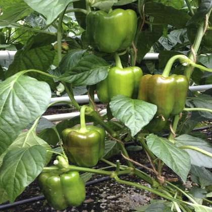 Capsicum, Organic Vegetables in hyderabad,Organic Vegetables in miyapur,Organic Vegetables in kukatpally,Organic Vegetables in hitech city,Organic Vegetables in gachibowli