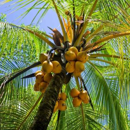 Coconut, organic fruit shop in hyderabad,organic fruits in hyderabad,organic fruit shop in miyapur,organic fruits in kukatpally,organic fruits in gachibowli,organic fruit shop chandanagar