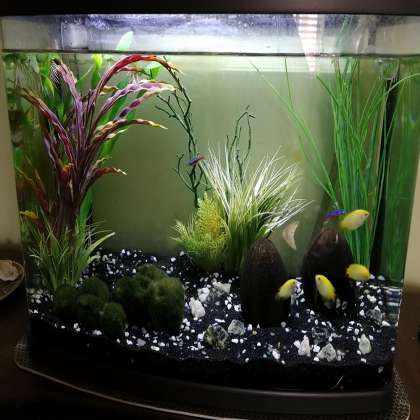 Aquarium Stones, fish aqurium shop in chandigarh