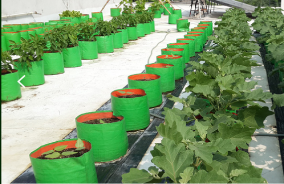 Evergreen Agro Tech, Roof Top Gardening in hyderabad,Roof Top Gardening services in Hyderabad,Roof Top Gardening in secunderabad,Roof Top Gardening in hitech city,Roof Top Gardening in madhapur,koti