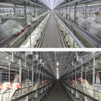 H Type Parent's Cage , 