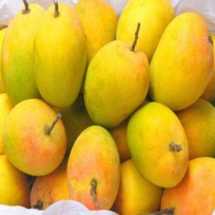 Ratnagiri Alphonso Mango, Ratnagiri Alphonso Mango in hyderabad,Ratnagiri Alphonso Mango shop in hyderabad,Ratnagiri Alphonso Mango in miyapur,Ratnagiri Alphonso Mango in kukatpally