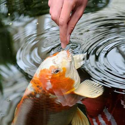  fish Medicine, fish aqurium shop in chandigarh