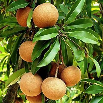 Sapota, organic fruits in Hyderabad,fruits in Hyderabad,fruit shops in Hyderabad,fruits in miyapur,online fruit shop in kukatpally,organic fruits in lingampally,organic fruits in nizampet