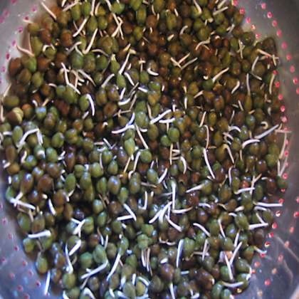 Sprouted Hara Chana 250gm, Chana Green Online, Chana Green, buy Chana Green Online, Green chana  