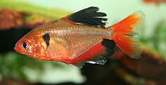DEEPAK FISH AQUARIUM SHOP, Aquariums fish Dealers sectar 22D Chandigarh Aquariums 