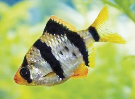 DEEPAK FISH AQUARIUM SHOP, Best fish Aquariums shop 22D.