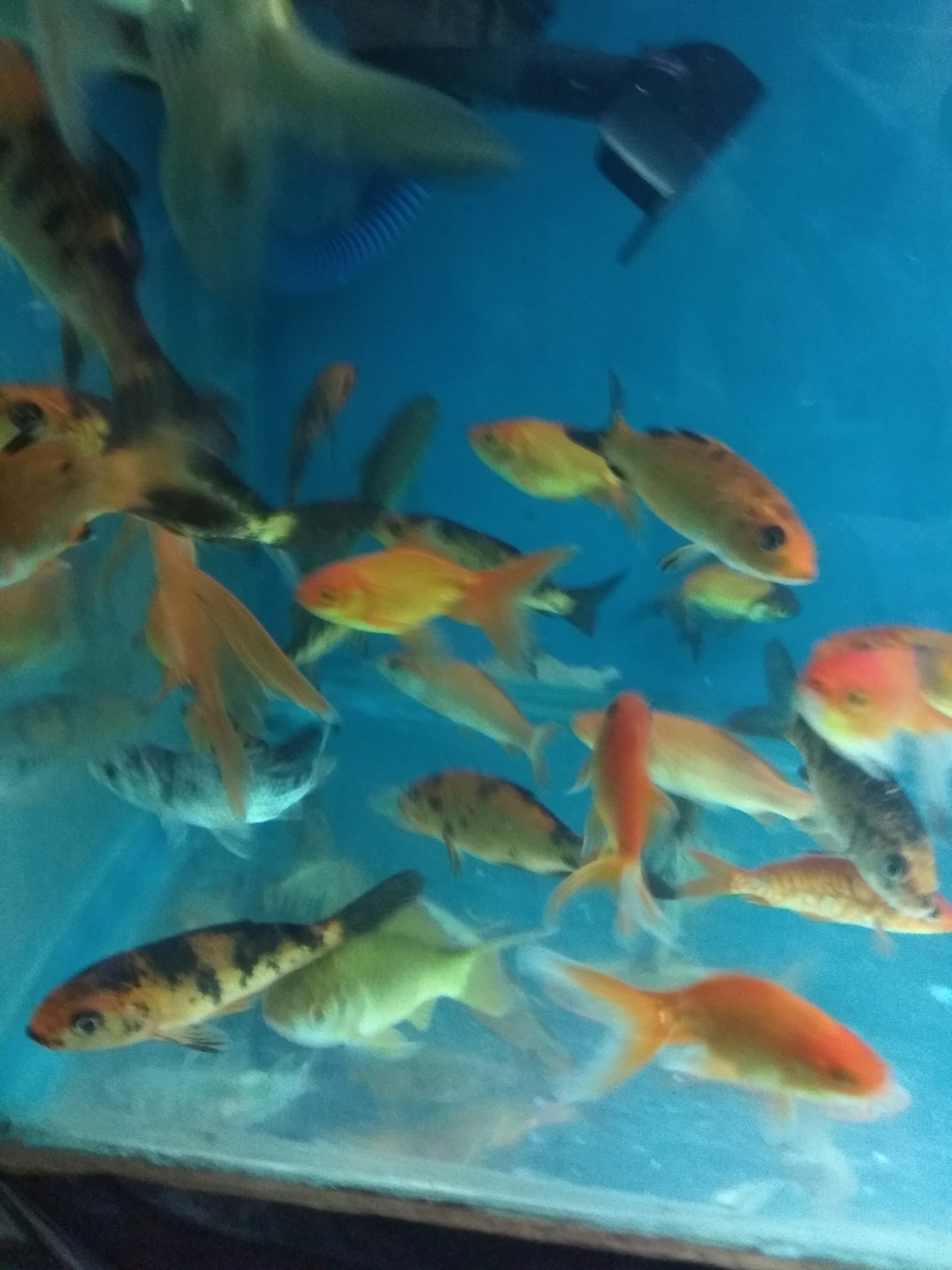 DEEPAK FISH AQUARIUM SHOP, Deepak fish aquarium shop 22D in Chandigarh.. 9915332799
