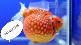 DEEPAK FISH AQUARIUM SHOP, Aquarium shop sector 22D