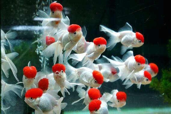 DEEPAK FISH AQUARIUM SHOP, Fish Point Deep fish Aquariums in 22D Chandigarh 9915332799