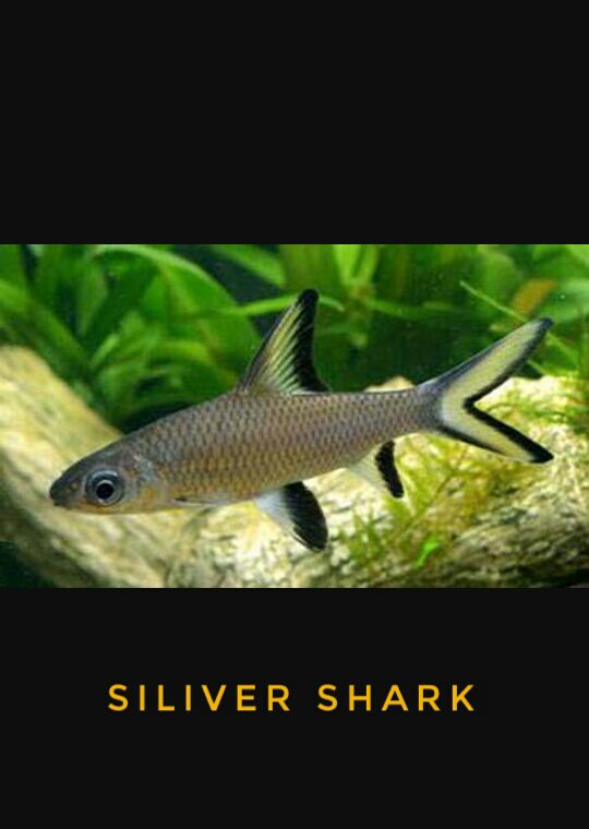 DEEPAK FISH AQUARIUM SHOP, AQUARIUM shop in 22d.in Chandigarh wholesale price 