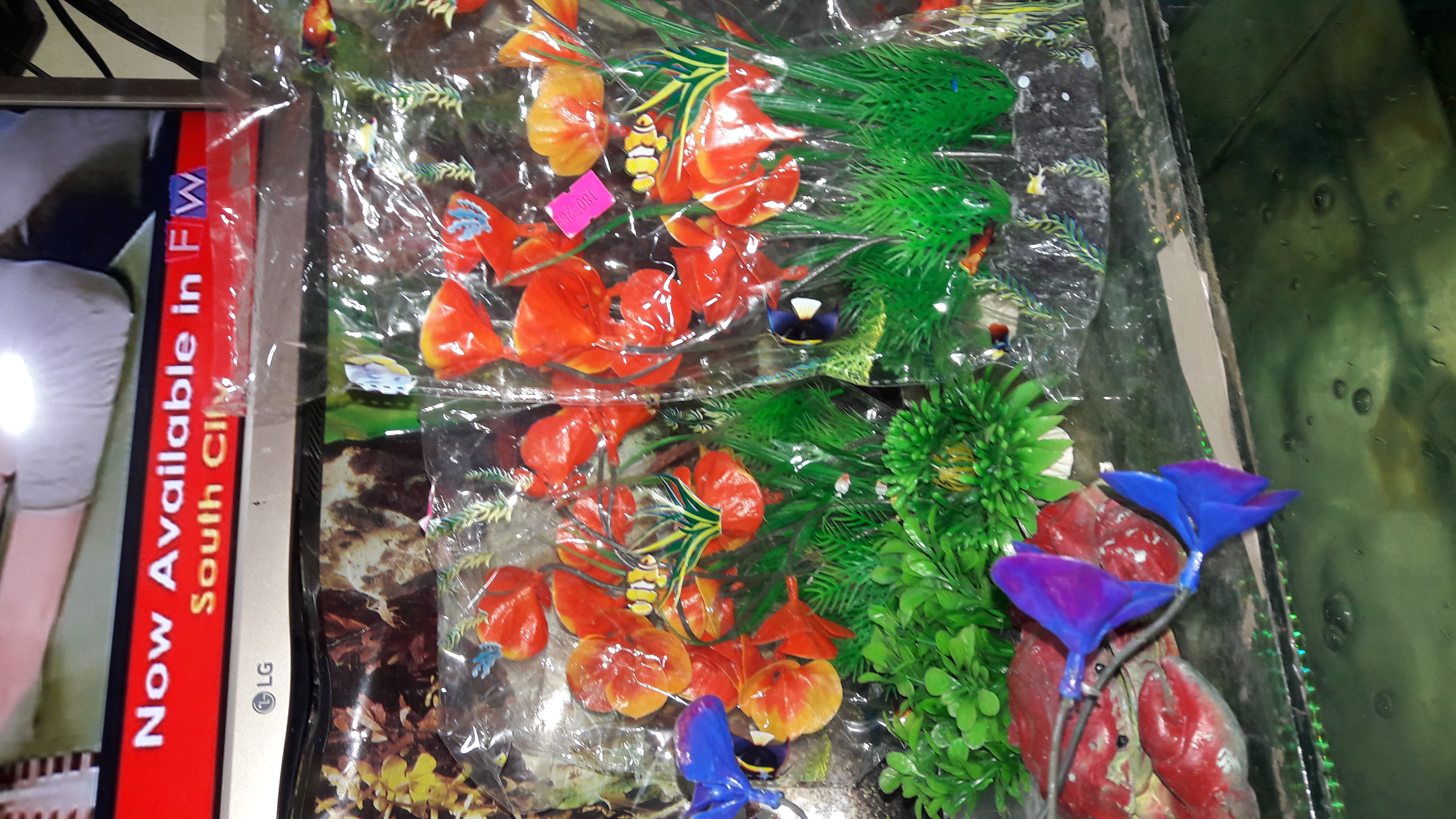 DEEPAK FISH AQUARIUM SHOP, Deepak fish Aquariums sectar 22D.Chandigarh 9915332799