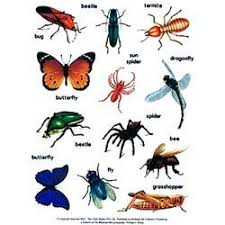 KALINKA PEST CONTROL SERVICES, PEST CONTROL IN PCMC, BEST PEST CONTROL IN PCMC, PEST CONTROL SERVICES IN PCMC, PEST CONTROL IN PCMC, PEST CONTROL SERVICES IN PCMC,PEST CONTROL PCMC.