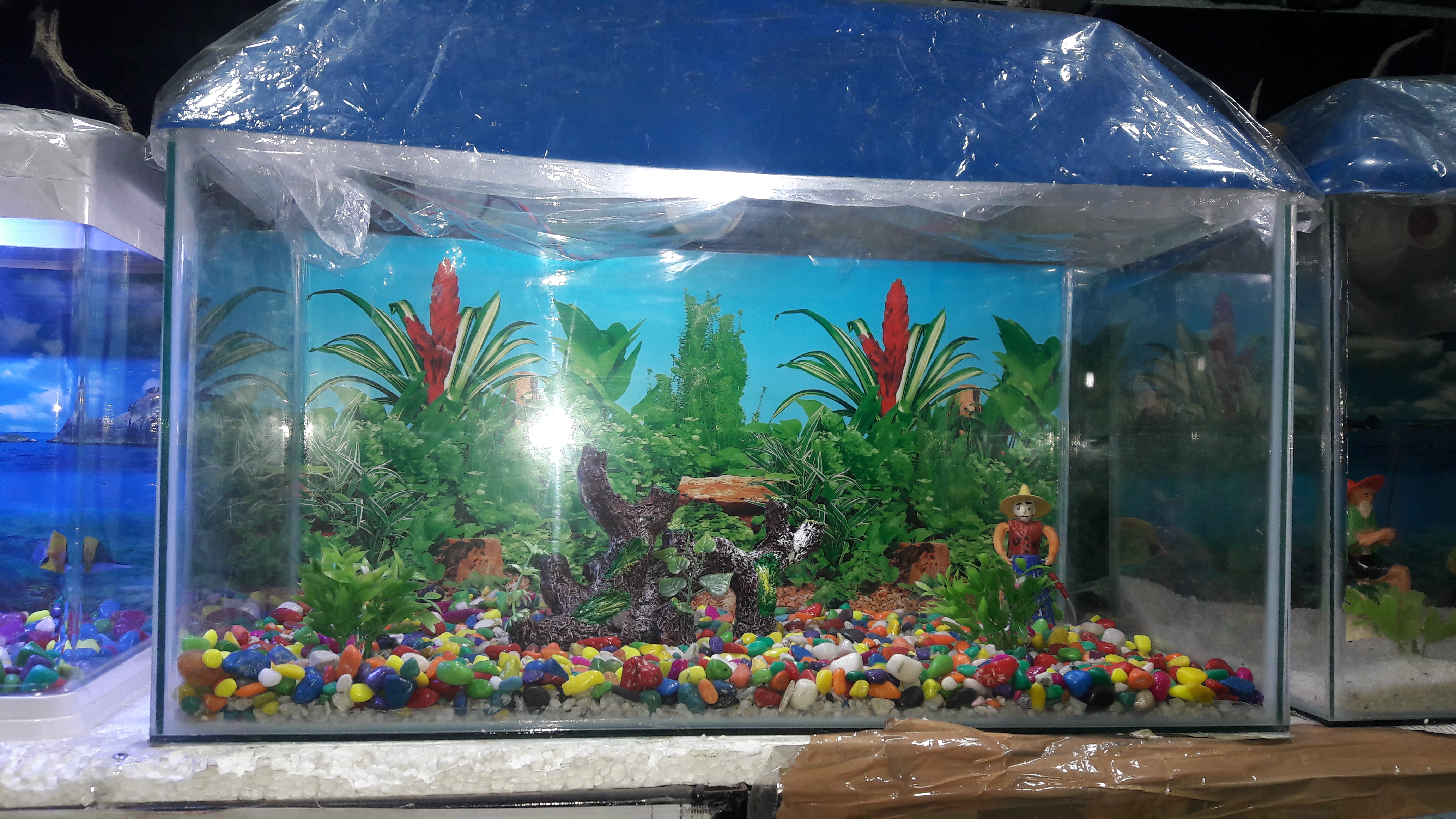 DEEPAK FISH AQUARIUM SHOP, Deepak fish Aquariums sectar 22d.
in chandigarh 