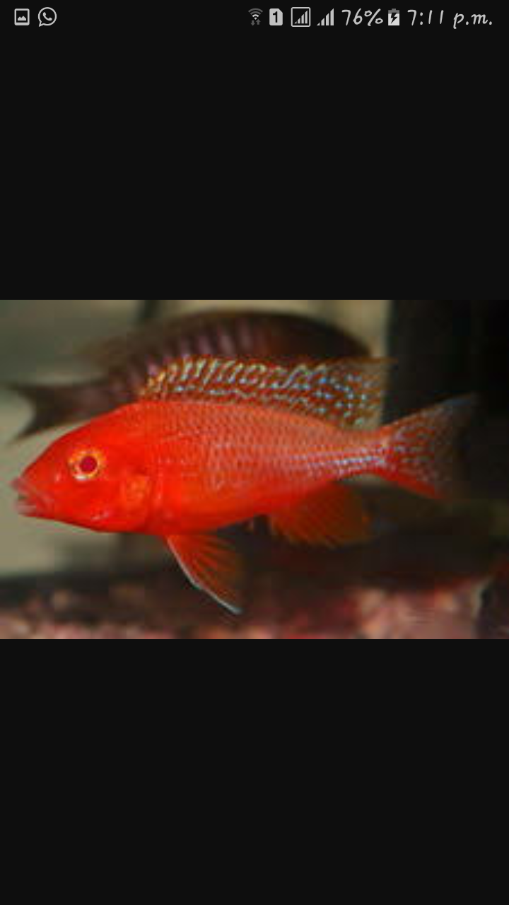 DEEPAK FISH AQUARIUM SHOP, Deepak fish Aquariums sectar 22D.Chandigarh 9915332799.
