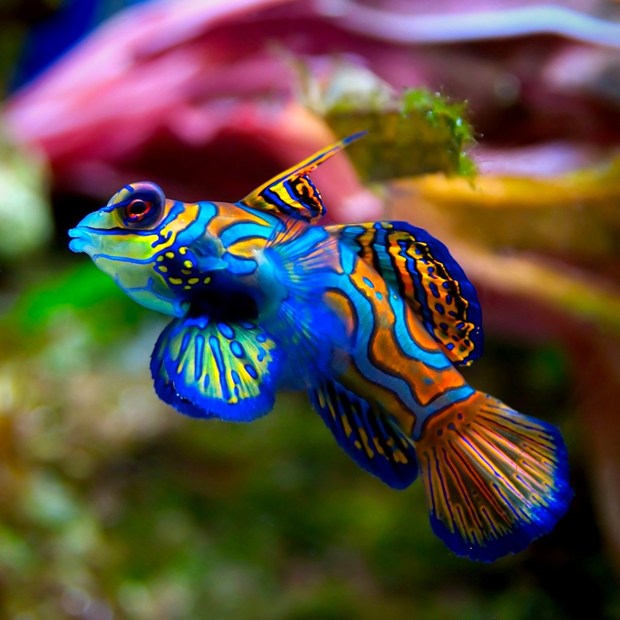 DEEPAK FISH AQUARIUM SHOP, FISH AQUARIUM SHOP IN SECTOR 17 CHANDIGARH,FISH AQUARIUM SHOP IN CHANDIGARH,FISH AQUARIUM SHOP IN TRICITY,FISH AQUARIUM SHOP CHD,THE FISH AQUARIUM SHOP IN CHANDIGARH ,FISH TANK IN CHANDIGARH 