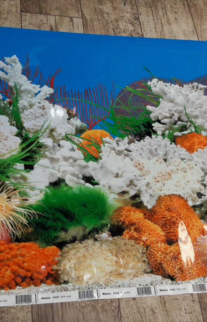 DEEPAK FISH AQUARIUM SHOP, DEEPAK FISH AQUARIUM sectar 22D Chandigarh..9915332799