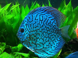 DEEPAK FISH AQUARIUM SHOP, Aquariums shop in 22d Boot no 132 . Chandigarh 9915332799